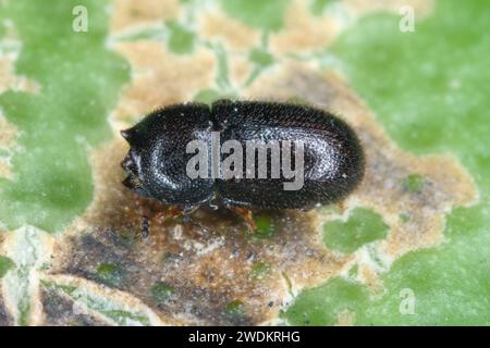 Winziger Ciidae-Käfer, der in Klammerpilzen auf Mauritius gefunden wurde. Stockfoto