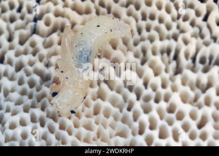 Kleine Ciidae-Käfer-Puppe, die in Klammerpilzen auf der Insel Mauritius gefunden wurde. Stockfoto