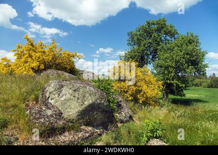 Cytisus scoparius, der gemeinsame Ginster oder Scotch Ginster gelb blüht in der Blütezeit mit Baum und schönem Himmel, Panoramablick Stockfoto