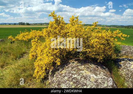 Cytisus scoparius, der gewöhnliche Besen oder schottischer Besen, blüht in der Blütezeit Stockfoto