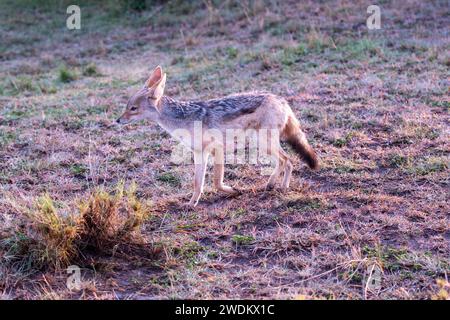 Silberfarbener Schakal auf Grasland Stockfoto