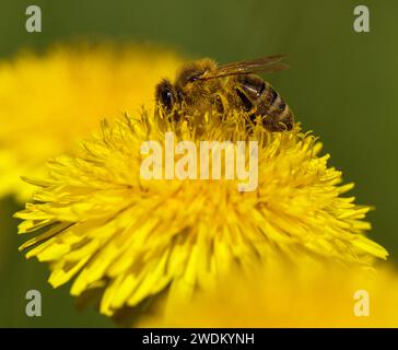 Detail der Biene oder Honigbiene in Latein APIs Mellifera, europäische oder westliche Honigbiene auf gelber Blüte des gemeinen Löwenzahn sitzend Stockfoto