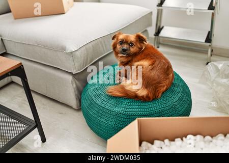 Ein brauner Hund, der auf einem grünen Strickpouf sitzt, in einer modernen Wohnung mit einem Pappkarton und Auspacken von Chaos. Stockfoto