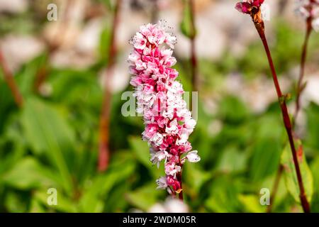 Persicaria affinis „Superba“ eine im Sommer herbstliche blühende Pflanze mit einer rosafarbenen Sommerblume, die allgemein als Knotenweed oder Bistorta affinis, Brühe, bekannt ist Stockfoto