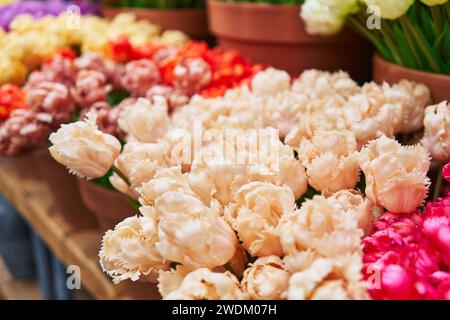 Eine bunte Auswahl an frischen Tulpen in Töpfen auf einem Blumenmarkt Stockfoto