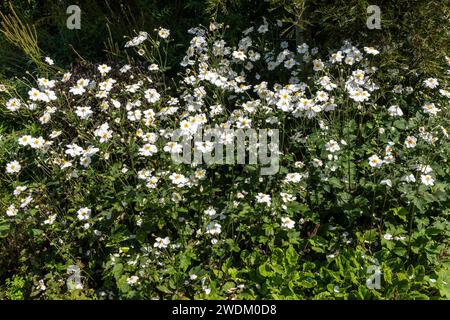 Anemone x Hybrida 'Honorine Jobert' eine weiße krautige mehrjährige Sommer Herbst Blume Pflanze allgemein bekannt als japanische Anemone, Stock Foto Bild Stockfoto