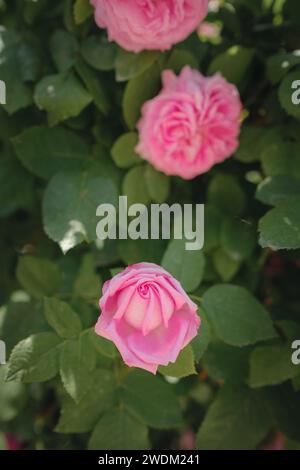 Acker der Damaszenerrosen an sonnigen Sommertagen. Rosenblütenernte für die Rosenölparfümproduktion. Village Guneykent in der Region Isparta, Türkei, ein wahres Paradies für Ökotourismus. Stockfoto