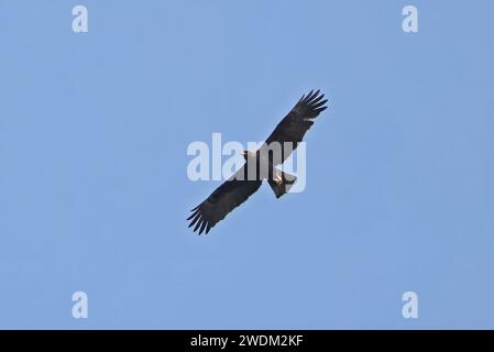Wahlberg's Eagle (Hieraaetus wahlbergi) Erwachsener im Flug Shai Hills, Ghana, Afrika. November Stockfoto