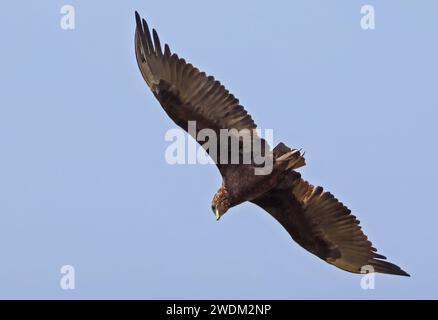 Bateleur (Terathopius ecaudatus) unreif im Flug Mole National Park, Ghana, Afrika. November Stockfoto