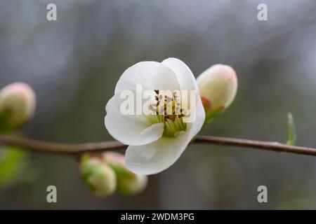 Weiße Blumen von japanischer Quince. Frühlingshintergrund mit Blumenmotiv Stockfoto