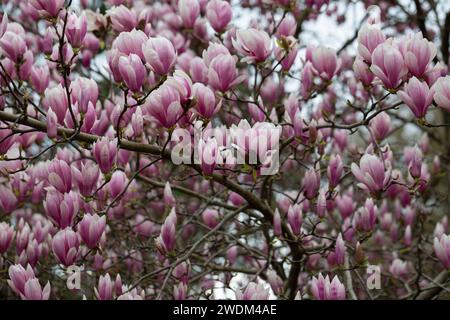 Üppige Blüte der rosafarbenen Blumen der chinesischen Magnolie oder Untertasse, Magnolia x soulangeana, frühe Frühling, natürlicher floraler rosa Hintergrund. Stockfoto