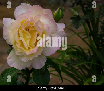 Gelbe Rose mit hellrosa Farbe um die Blütenblattränder nach einem leichten Regenschauer Stockfoto
