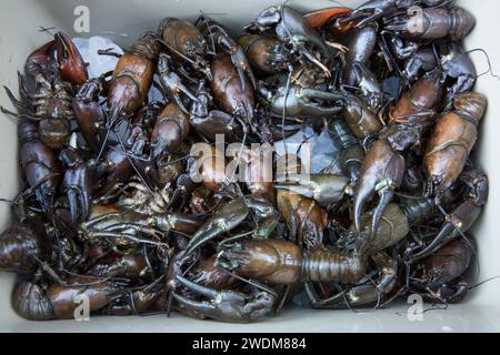 Sehr große Süßwasser-Krebse auf Eis im Kühler. Gefangen in einem Nebenfluss zum Lake Tahoe. Stockfoto