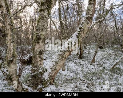 Siulver Birke im Anagach Forest nahe Grantown on spey, Teil des alten Caledonian Pine Forest in den Cairngorms, Schottland, Großbritannien Stockfoto