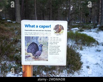 Ein Schild über Auerhühner unter Scots Pines, Loch Garten in den Cairngorms, Schottland, Großbritannien Stockfoto