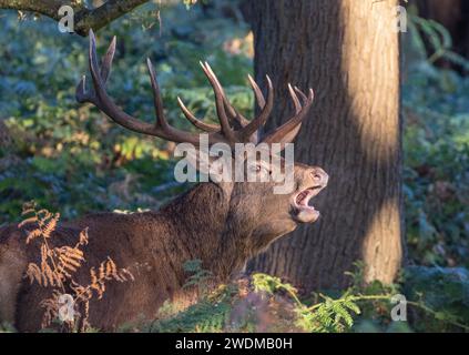 Ein majestätischer Rothirsch (Cervus elaphus) mit riesigen Geweihen gegen herrliche Herbstfarben. Brüllen während der Brunstsaison. Richmond Großbritannien. Stockfoto