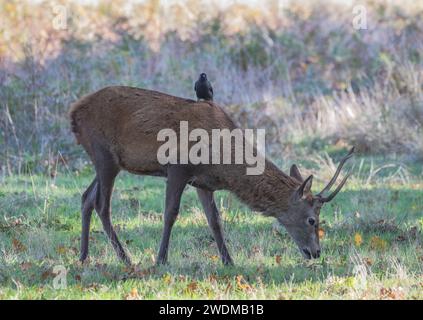 Ein junger Rothirsch (Cervus elaphus) mit einem Jackdaw, der eine Fahrt anschlägt und bei seiner Pflege hilft. Er hält ihn frei von Parasiten. UK Stockfoto