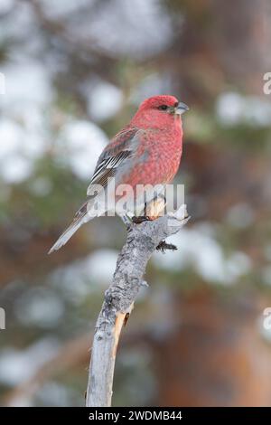 Männlicher Kiefernschnabel (Pinicola enucleator), der auf einem kleinen gebrochenen Zweig zwischen Kiefern thront und Details des Gefieders in weichem Licht zeigt. Borealer Wald i Stockfoto