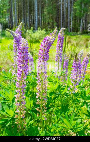 Die hohen violetten Blüten der erben Staude Russell Lupine (Lupinus polyphyllus) blühen in einem Wiesengarten und sind gut für Bestäuber geeignet. Stockfoto