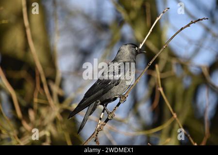 Mittleres Vordergrundbild eines westlichen Jackdaw (Corvus monedula) im rechten Profil mit ausgehärteten Klauen um einen Twig, aufgenommen in Großbritannien im Winter Stockfoto