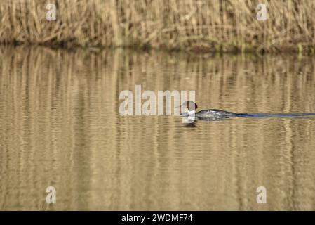 Weibliche Gänse (Mergus merganser) schwimmt von rechts nach links, rechts vom Bild, auf gerissenem Wasser, das im Winter in einem Naturschutzgebiet in Großbritannien aufgenommen wurde Stockfoto