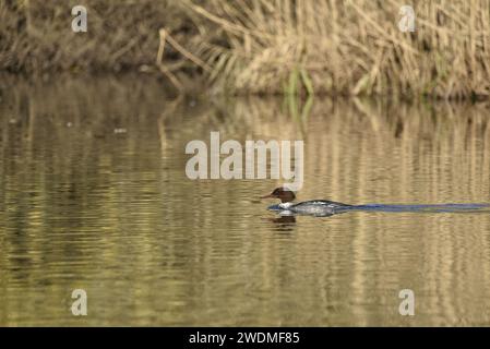Weiblicher Gänseläufer (Mergus merganser) schwimmt von rechts im Bild im linken Profil, hinterlässt den Schwanzstrom und Reflexion im Wasser, aufgenommen in Großbritannien im Winter Stockfoto