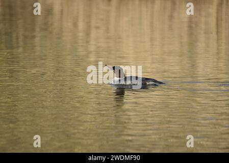 Weibliche Goosander (Mergus merganser) schwimmt auf dem See in der Wintersonne in Großbritannien, im linken Profil mit Blick auf den Himmel Stockfoto