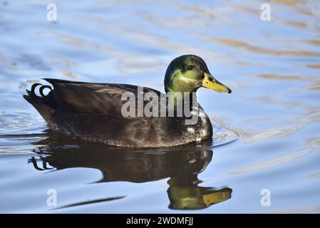 Drake Mallard Hybrid (Anas platyrhynchos) mit grünem Mallard Kopf und dunkelbraunem Körper, schwimmt im rechten Profil in der Wintersonne in Großbritannien Stockfoto