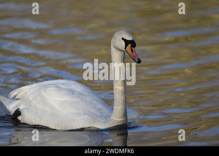 Stummer Schwan (Cygnus olor) schwimmt von links im Bild im rechten Profil, Auge auf Kamera, Wasser tropft vom Schnabel, in der Wintersonne in Großbritannien Stockfoto