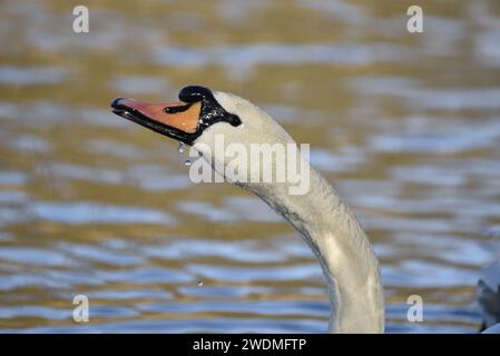 Hals- und Kopfporträt eines stummen Schwans (Cygnus olor) im linken Profil, aufwärts vor weichem Wasser Hintergrund, aufgenommen in der Wintersonne in Großbritannien Stockfoto