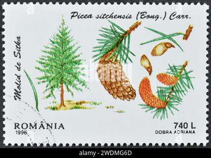 Gestempelte Briefmarke, gedruckt von Rumänien, auf der Sitka Fichte (Picea sitchensis), Koniferen, um 1996 zu sehen sind. Stockfoto