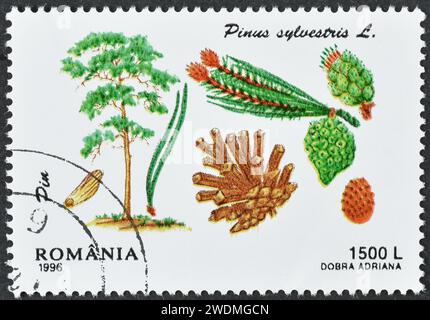 Gestempelte Briefmarke, gedruckt von Rumänien, auf der die Kiefer (Pinus sylvestris), Koniferen, um 1996 abgebildet sind. Stockfoto