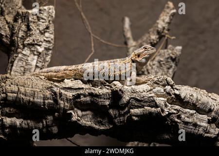 Ein bärtiger Drache auf einer Baumtarne Stockfoto