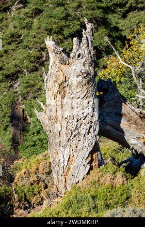 Trockener Baum im Wald, Sierra de las Nieves Nationalpark, Andalusien, Spanien Stockfoto