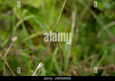 Lestes sponsa Familie Lestidae Gattung Lestes Smaragd Damselfly gemeinsame Spreadwing wilde Natur Insekten Tapete, Bild, Fotografie Stockfoto