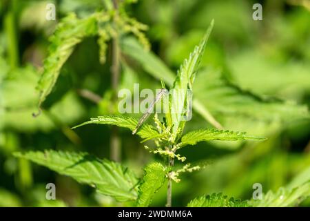 Enallagma cyathigerum Familie Coenagrionidae Gattung Enallagma Common Blue Common Blue Northern Blue Damselfly Wild Nature Insekt Tapete, Bild Stockfoto