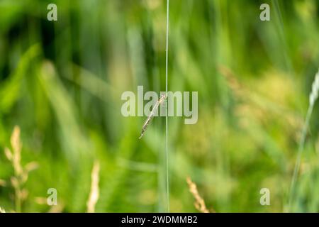 Enallagma cyathigerum Familie Coenagrionidae Gattung Enallagma Common Blue Common Blue Northern Blue Damselfly Wild Nature Insekt Tapete, Bild Stockfoto