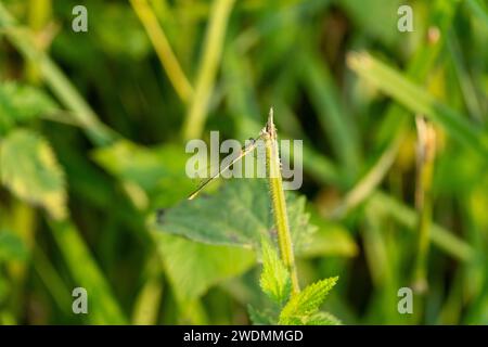 Lestes sponsa Familie Lestidae Gattung Lestes Smaragd Damselfly gemeinsame Spreadwing wilde Natur Insekten Tapete, Bild, Fotografie Stockfoto