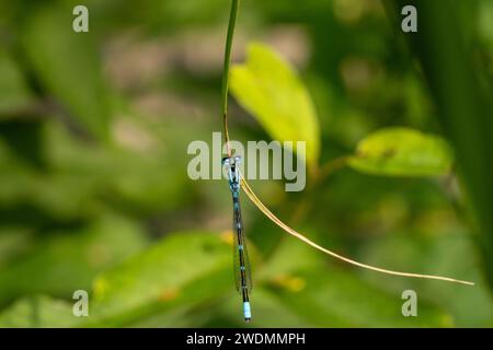 Enallagma cyathigerum Familie Coenagrionidae Gattung Enallagma Common Blue Common Blue Northern Blue Damselfly Wild Nature Insekt Tapete, Bild Stockfoto