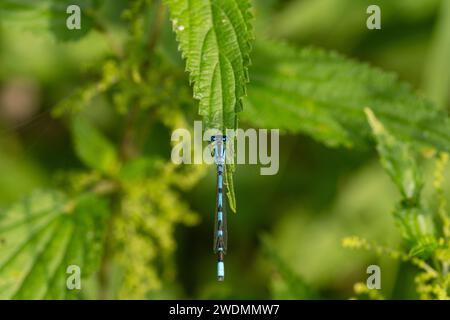 Enallagma cyathigerum Familie Coenagrionidae Gattung Enallagma Common Blue Common Blue Northern Blue Damselfly Wild Nature Insekt Tapete, Bild Stockfoto