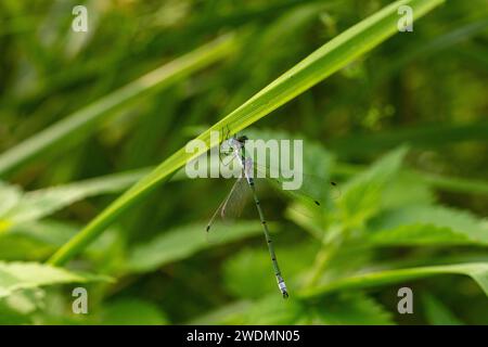 Lestes sponsa Familie Lestidae Gattung Lestes Smaragd Damselfly gemeinsame Spreadwing wilde Natur Insekten Tapete, Bild, Fotografie Stockfoto