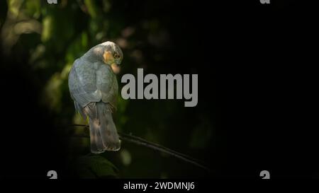 Sparrowhawk besucht den Garten Stockfoto