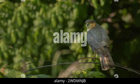 Sparrowhawk besucht den Garten Stockfoto