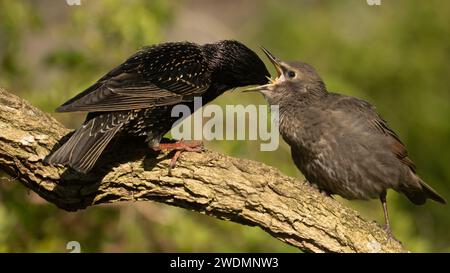 Starling ernährt Jungvögel Stockfoto