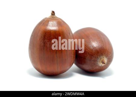 Englische Eiche oder Stieleiche (quercus robur), Nahaufnahme des Stilllebens von einigen Reifen Eicheln oder Früchten isoliert vor weißem Hintergrund. Stockfoto