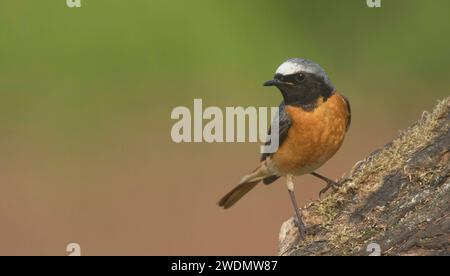 Wunderschöner männlicher Rotschopf auf einem verfaulten Stumpf Stockfoto