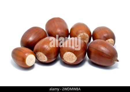 Englische Eiche oder Stieleiche (quercus robur), Nahaufnahme des Stilllebens mehrerer reifer Eicheln oder Früchte isoliert vor weißem Hintergrund. Stockfoto