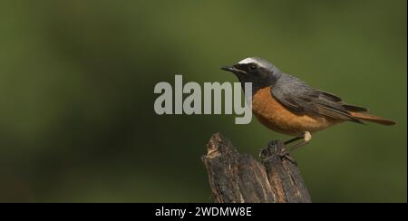 Wunderschöner männlicher Rotschopf auf einem verfaulten Stumpf Stockfoto