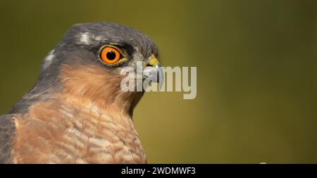 Sparrowhawk besucht den Garten Stockfoto