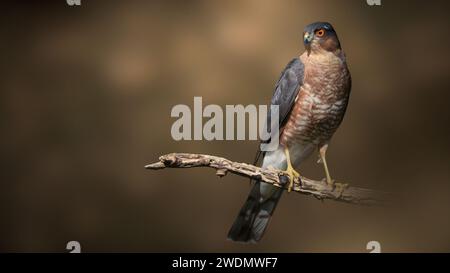 Sparrowhawk besucht den Garten Stockfoto